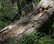 Forest Fungi